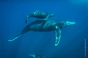 Diving the Socorro Islands