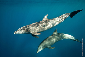 Diving the Socorro Islands