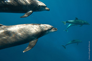 Diving the Socorro Islands