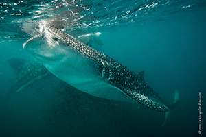 Diving the Socorro Islands