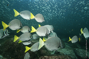 Diving the Socorro Islands