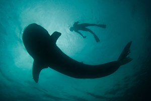 Diving the Socorro Islands