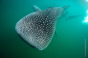 Diving the Socorro Islands