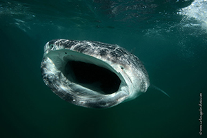 Diving the Socorro Islands