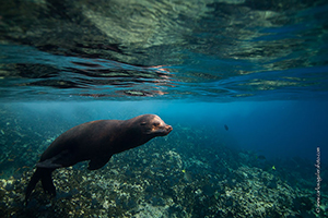 Diving the Socorro Islands