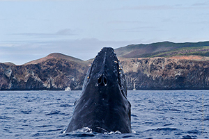 Diving the Socorro Islands