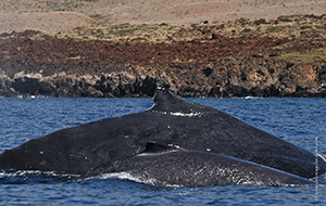 Diving the Socorro Islands