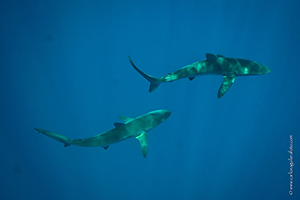 Diving the Socorro Islands