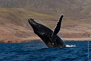 Diving the Socorro Islands