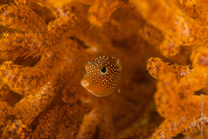 Diving the Socorro Islands