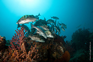 Diving the Socorro Islands