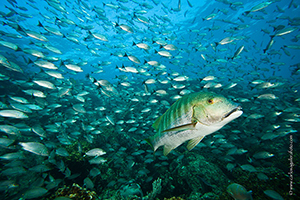 Diving the Socorro Islands