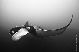 Diving the Socorro Islands