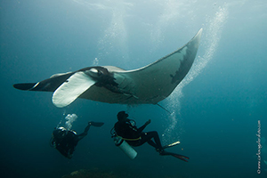 Diving the Socorro Islands