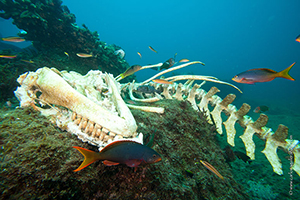 Diving the Socorro Islands