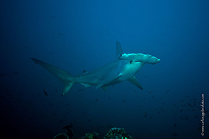 Diving the Socorro Islands