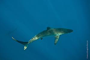 Diving the Socorro Islands