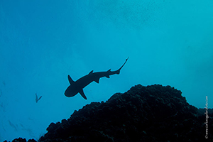 Diving the Socorro Islands