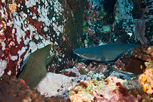 Diving the Socorro Islands