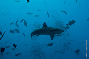 Diving the Socorro Islands