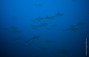 Diving the Socorro Islands