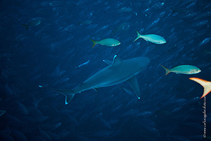 Diving the Socorro Islands