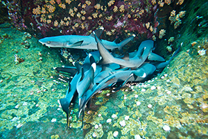 Diving the Socorro Islands