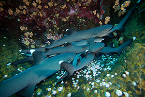 Diving the Socorro Islands