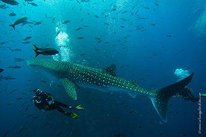 Diving the Socorro Islands