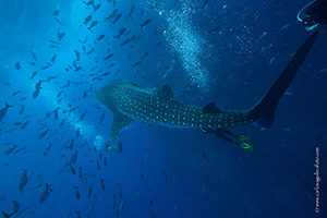 Diving the Socorro Islands