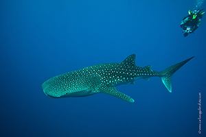 Diving the Socorro Islands