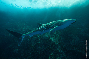 Diving the Socorro Islands