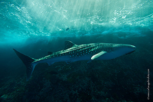 Diving the Socorro Islands