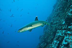 Diving the Socorro Islands