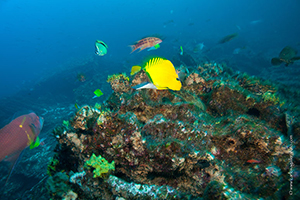 Diving the Socorro Islands