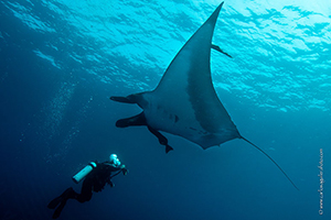 Diving the Socorro Islands