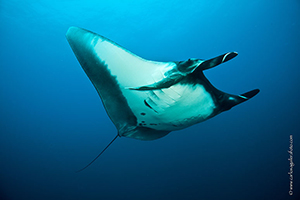 Diving the Socorro Islands