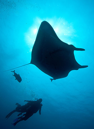 Diving the Socorro Islands