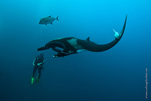 Diving the Socorro Islands