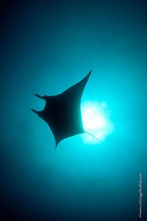 Diving the Socorro Islands