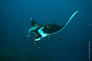 Diving the Socorro Islands