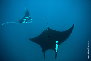 Diving the Socorro Islands