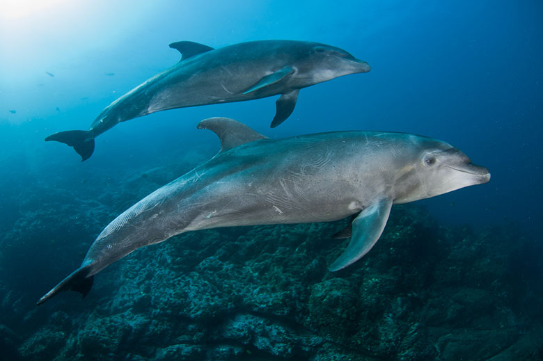 Dolphins in Socorro Islands