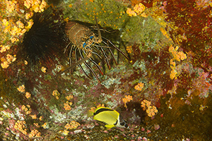 Diving the Socorro Islands with Marty Snyderman