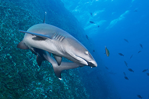 Diving the Socorro Islands with Marty Snyderman