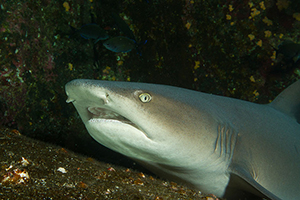 Diving the Socorro Islands with Marty Snyderman