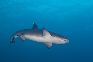 Diving the Socorro Islands with Marty Snyderman