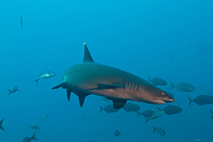 Diving the Socorro Islands with Marty Snyderman