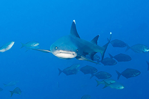 Diving the Socorro Islands with Marty Snyderman