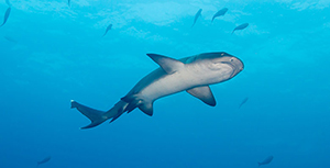 Diving the Socorro Islands with Marty Snyderman